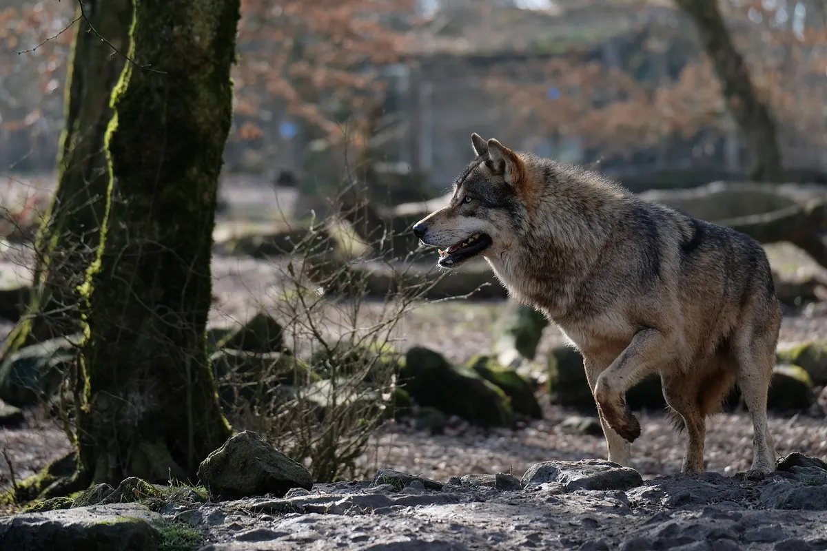 A gray wolf with a grizzled gray-brown coat walking past a moss-covered tree trunk among rocks in a wooded enclosure