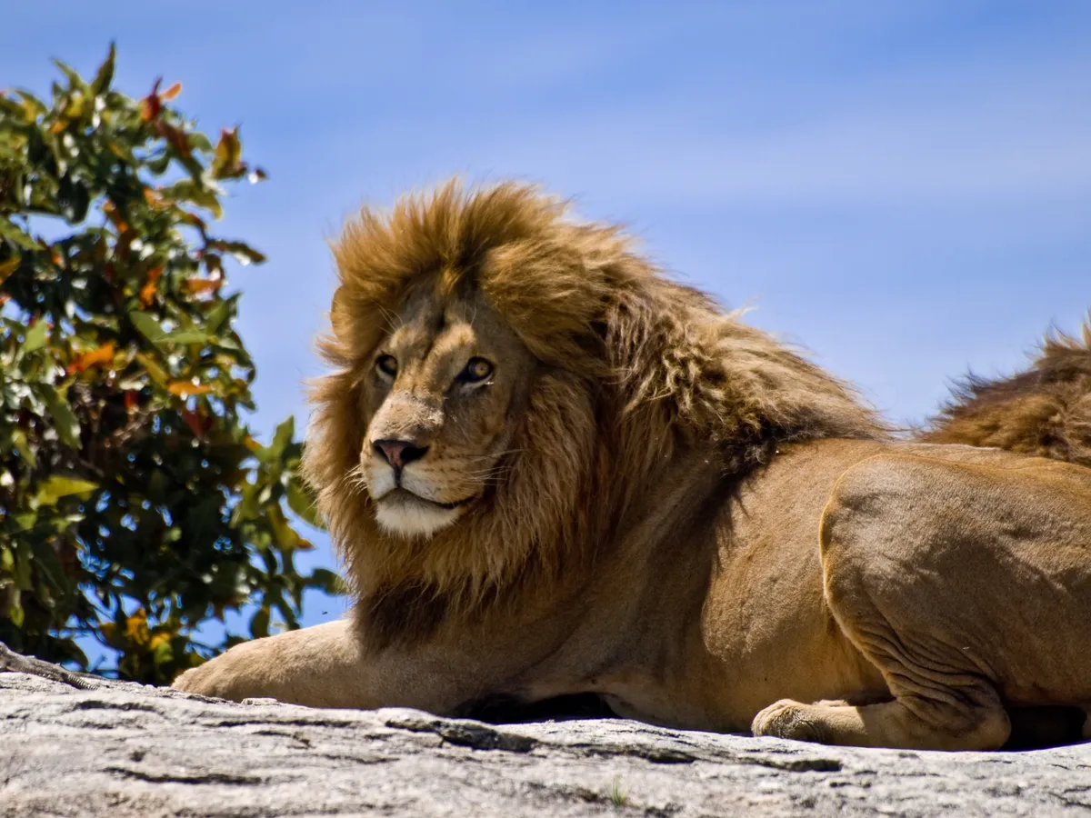 Male lion with a thick mane resting in the sun on a rocky outcrop