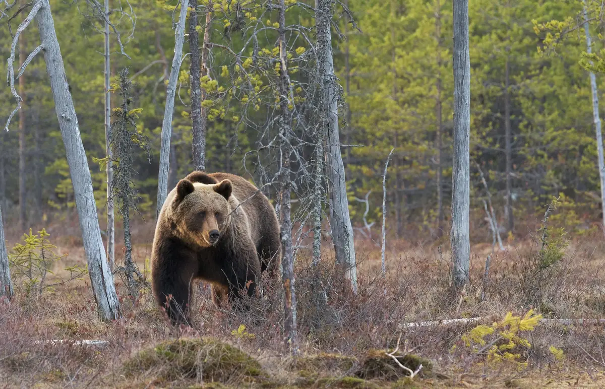 A Eurasian brown bear walking through a boreal forest