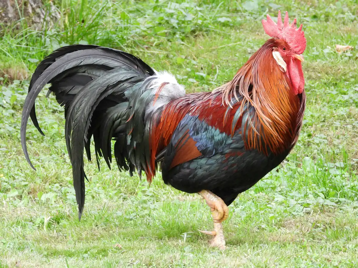 A rooster walking on green grass
