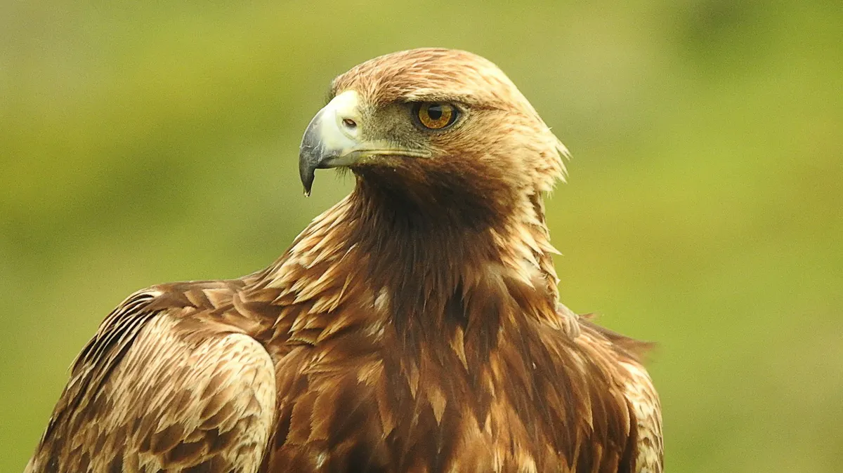 Close-up of a golden eagle with golden-brown head feathers against a soft green background