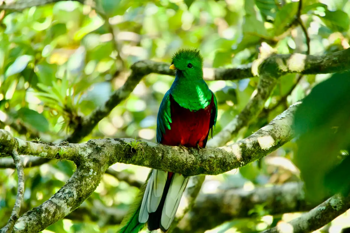 A male resplendent quetzal perched on a mossy branch