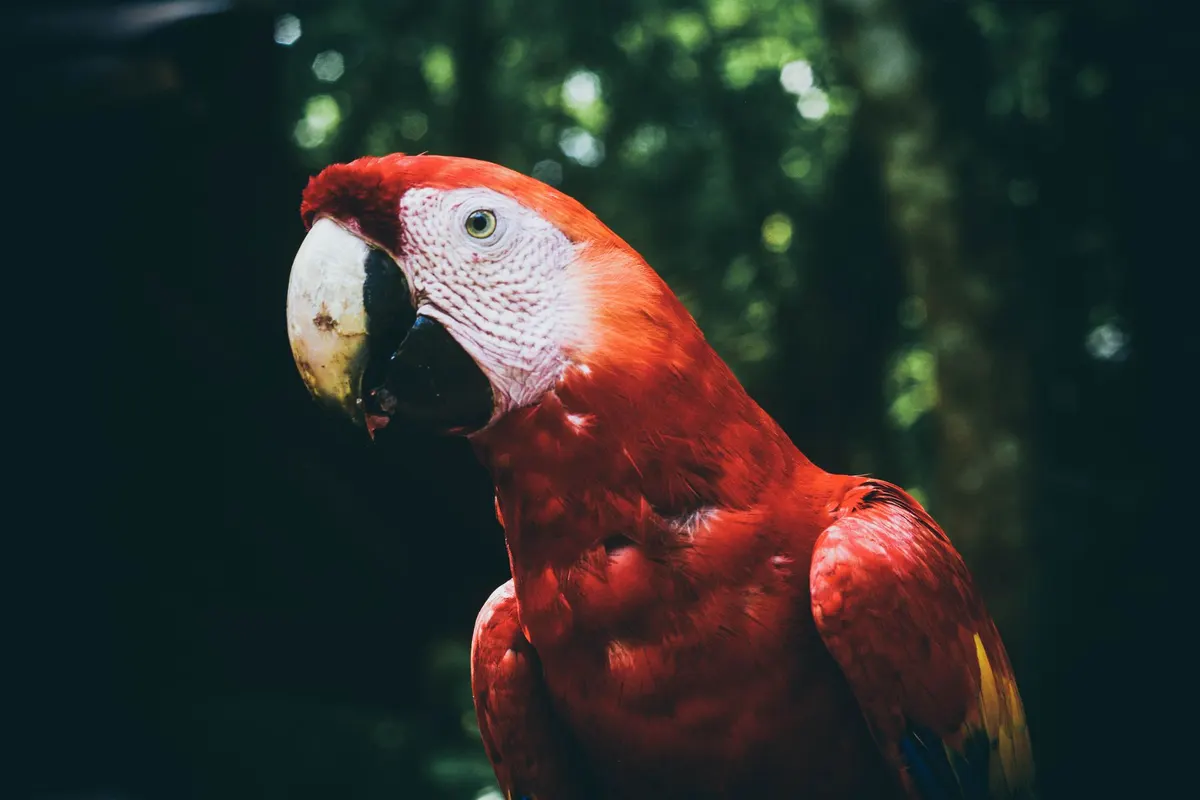 Close-up of a scarlet macaw against dark forest at Copán Ruinas, Honduras