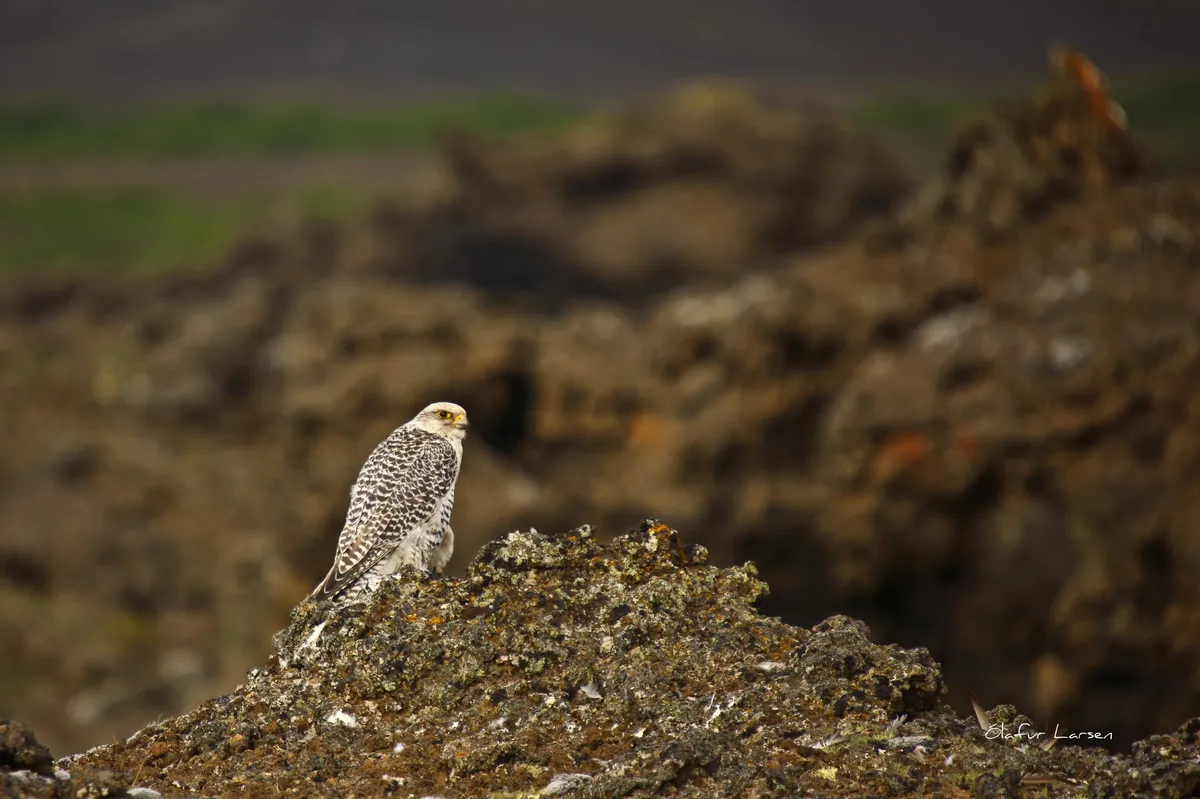 A pale, white-morph gyrfalcon perched on a mossy lava mound