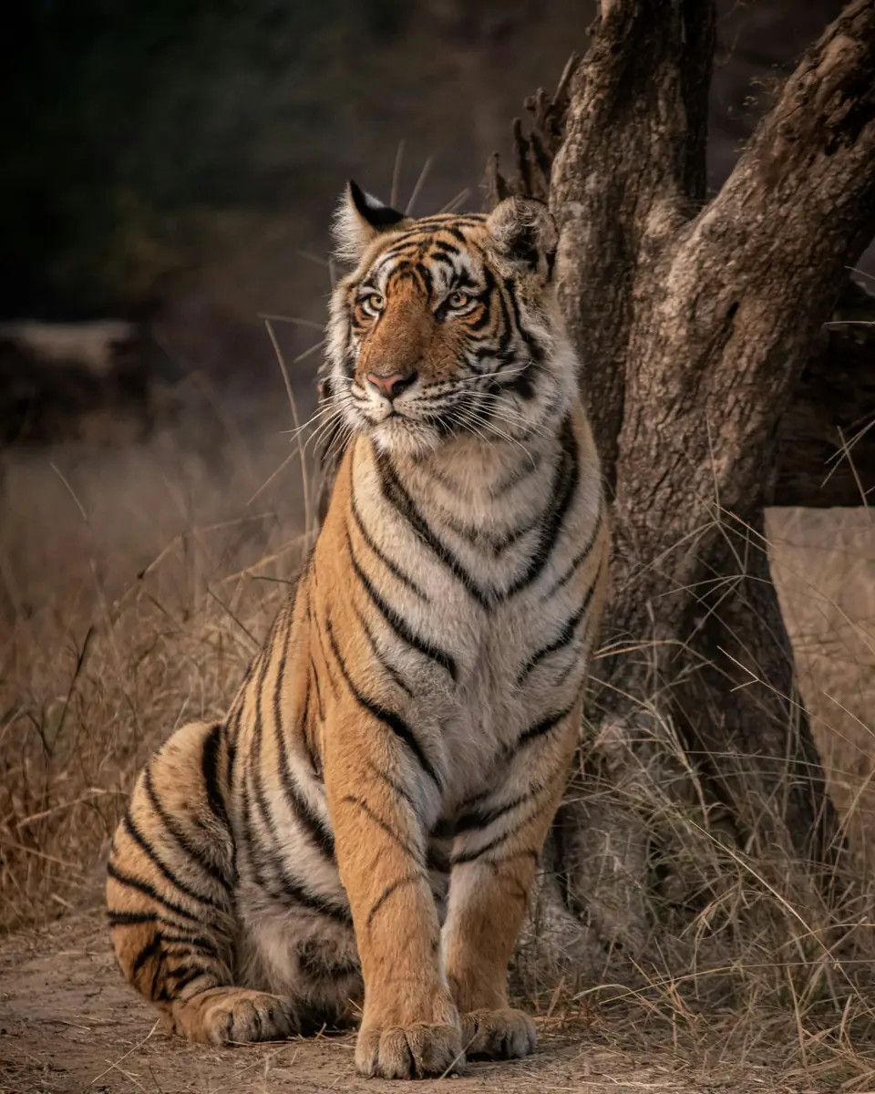A Bengal tigress sitting beside a tree in Ranthambore, India