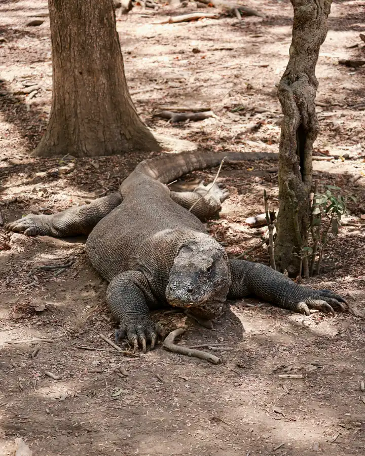 A Komodo dragon lying on dry ground between trees
