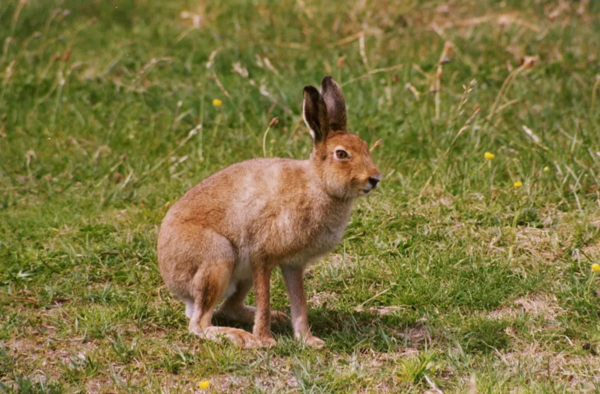A russet-brown Irish hare sitting alert in short grass on North Bull Island, Dublin