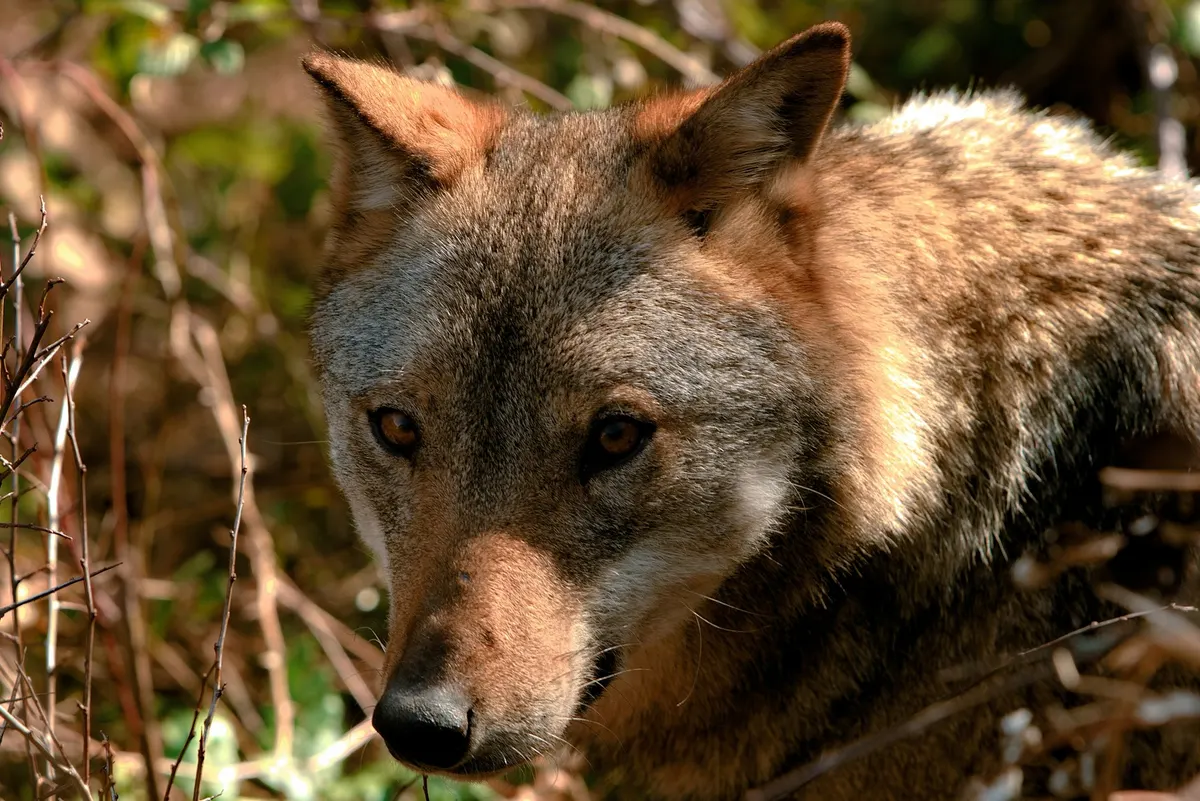 Close-up of an Italian wolf with a grayish-brown coat among dry branches in Abruzzo