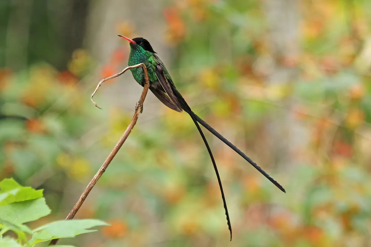 A male red-billed streamertail with a coral-red bill and two long black tail streamers perched on a thin twig at Strawberry Hill, Jamaica