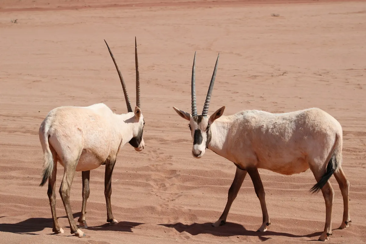 Two Arabian oryx facing each other on red desert sand