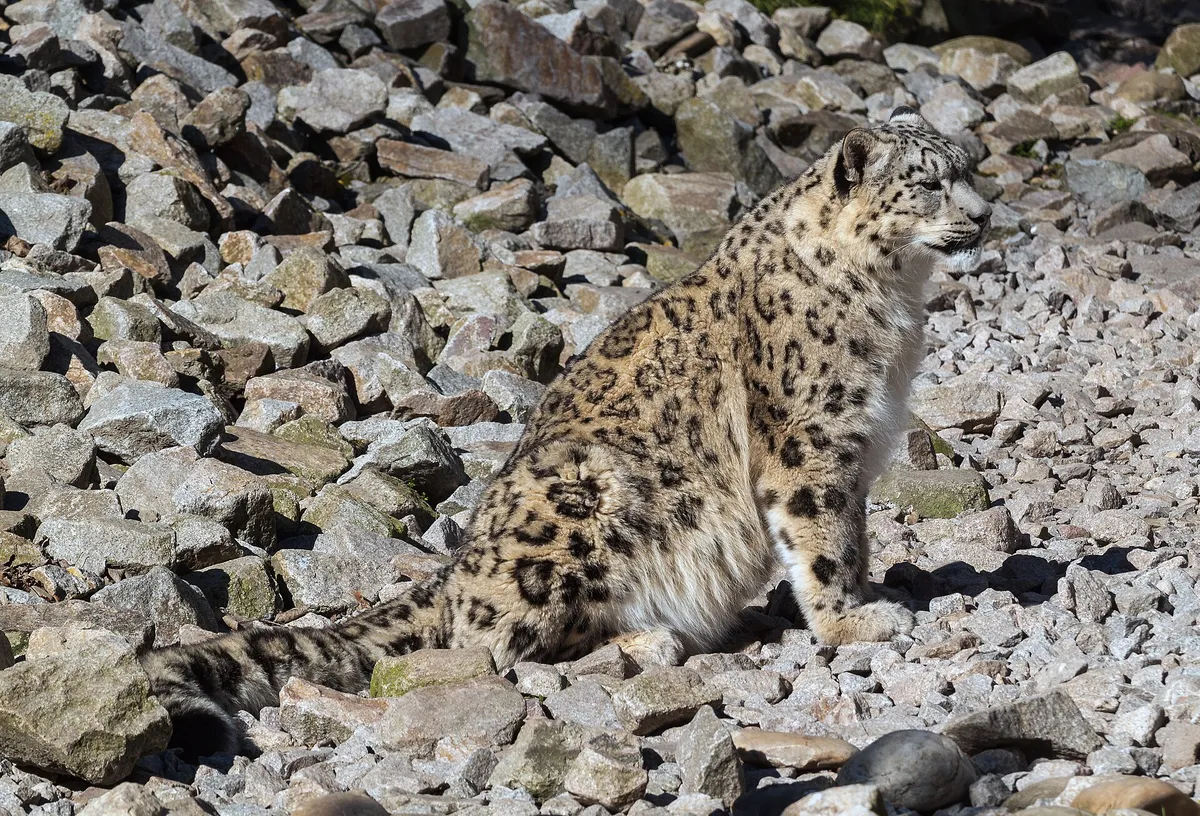 A captive snow leopard sitting on a slope of grey rocks at Karlsruhe Zoo, Germany, looking to the right
