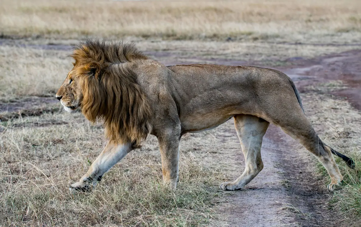 A male lion striding across the grassland of the Masai Mara, Kenya
