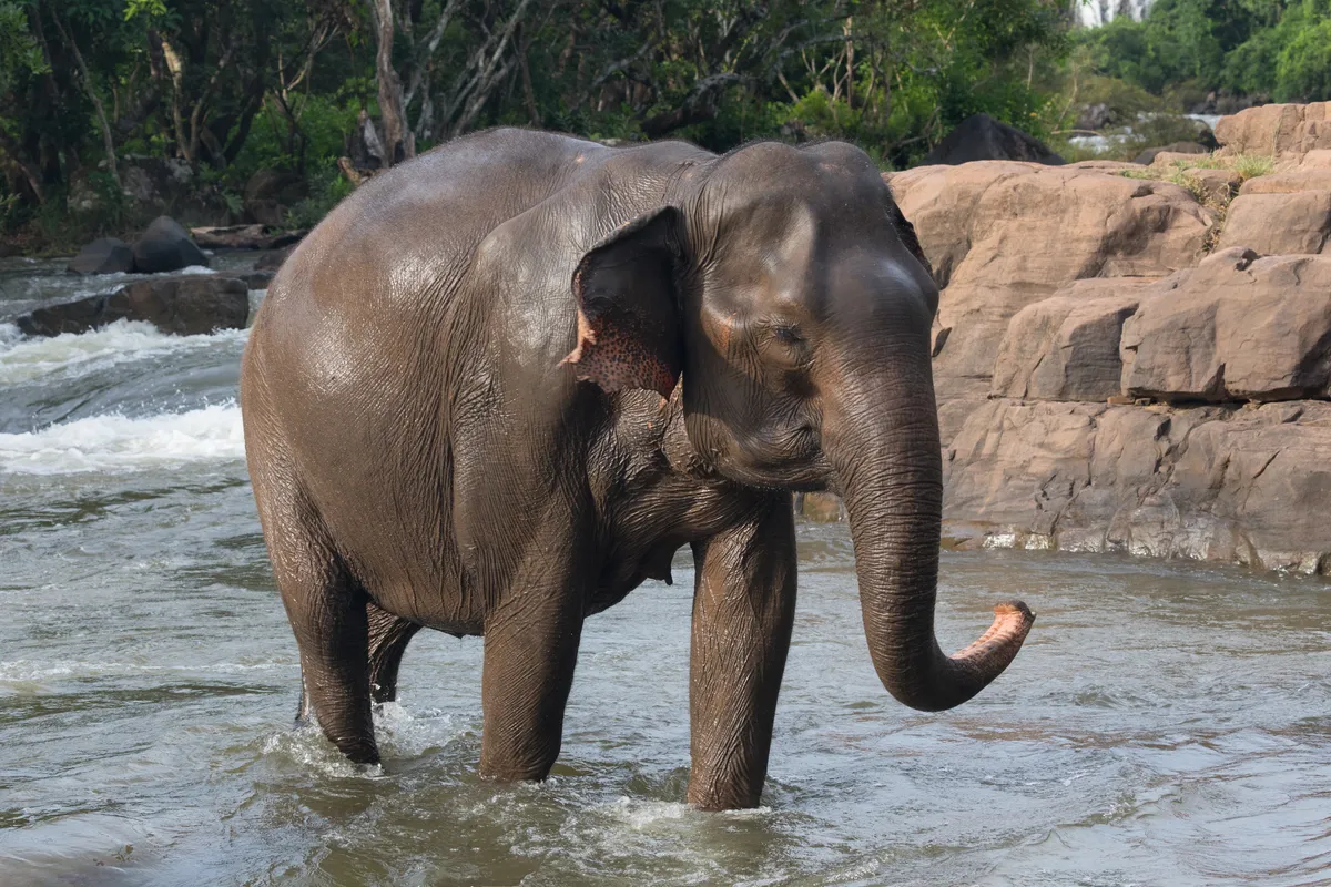 Female Asian elephant walking through a shallow river in warm golden-hour light on the Bolaven Plateau, Laos