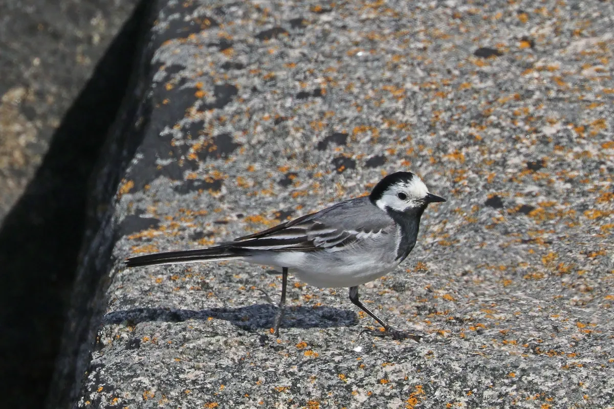 A white wagtail with black cap and bib, grey back and long dark tail walking across lichen-covered granite