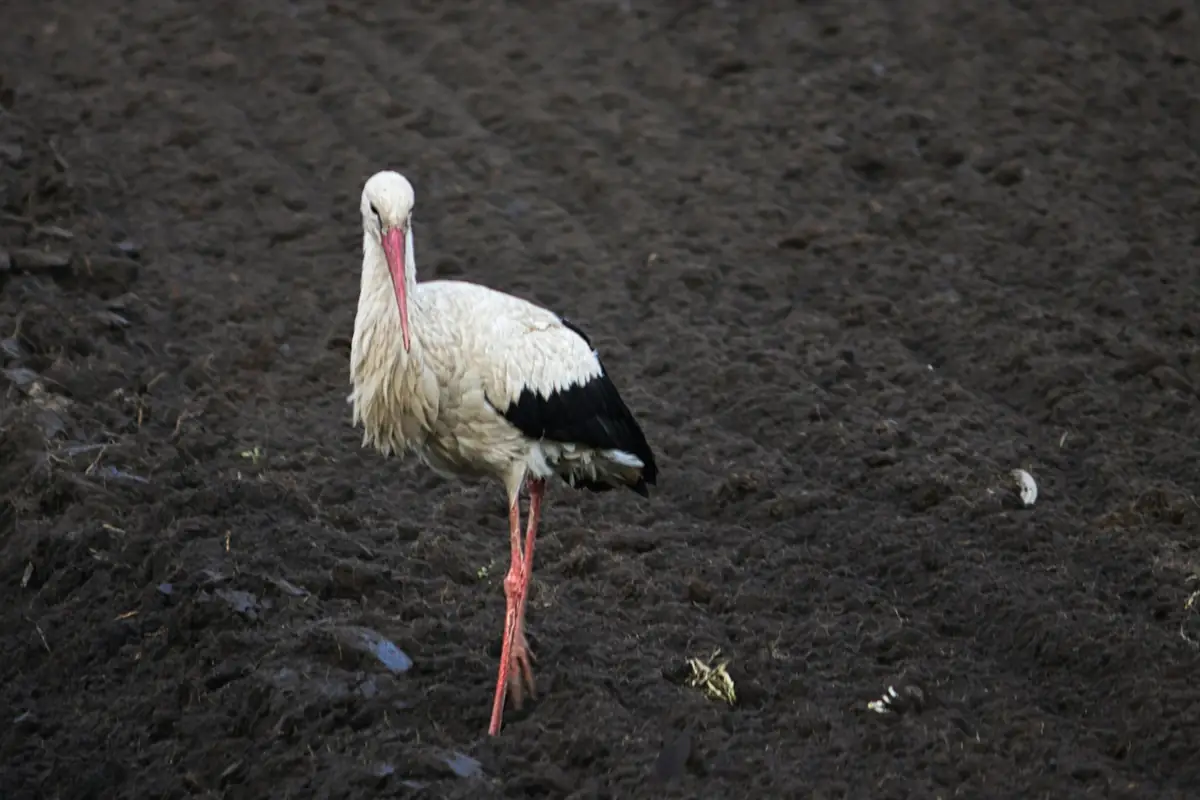 A white stork walking on freshly plowed land