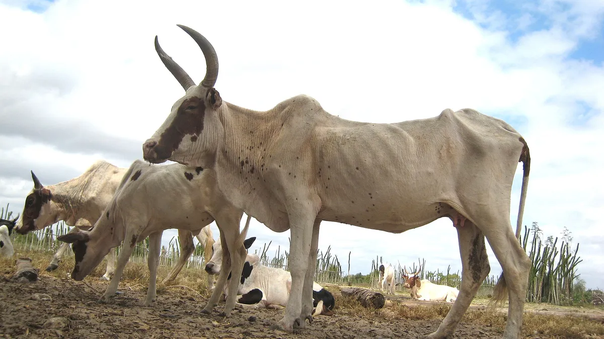 A pale zebu cow with long curved horns and a shoulder hump standing among other zebu in a village near Beloha, southern Madagascar