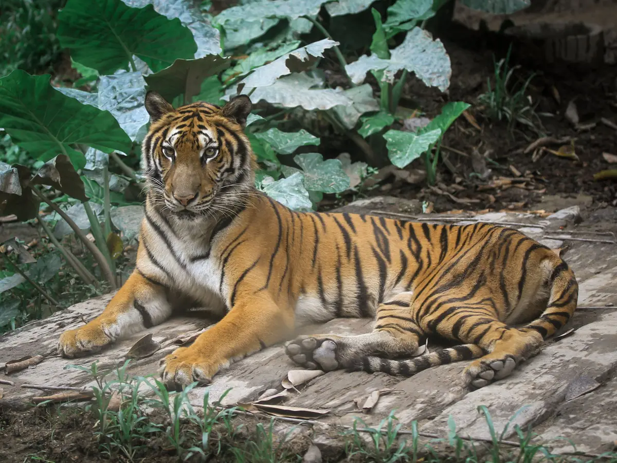 A Malayan tiger lying on a rock among lush green foliage