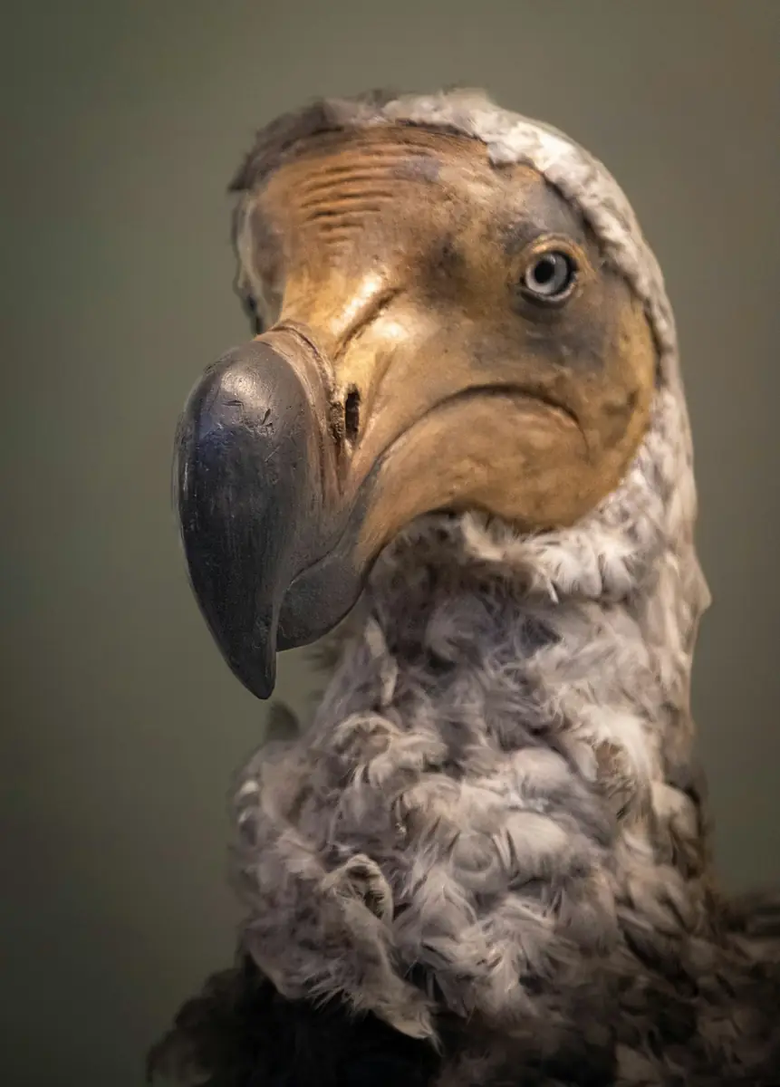 Museum reconstruction of a dodo's head and neck