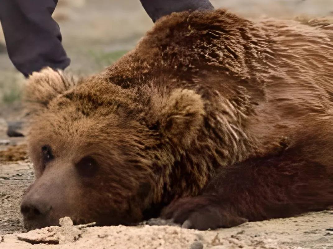 A sedated Gobi bear lying on sandy ground during a research capture, with a researcher's sleeve visible at the top of the frame