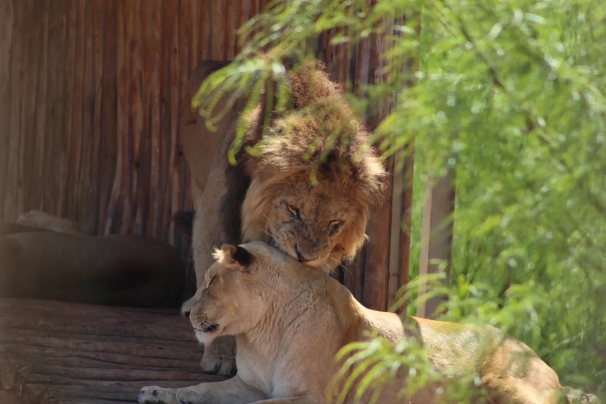 A maned lion nuzzling a resting lioness beside green foliage at Rabat Zoo, Morocco
