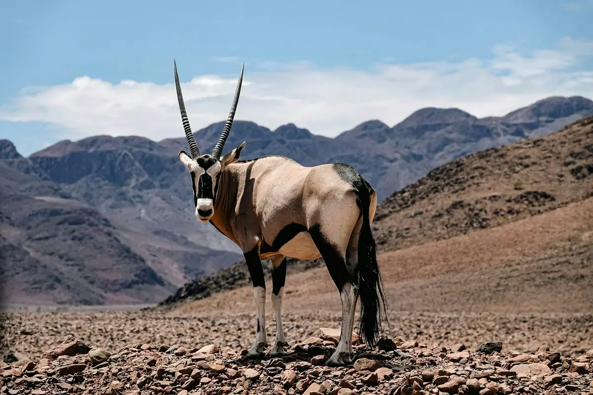 A gemsbok standing in a rocky desert landscape in Namibia
