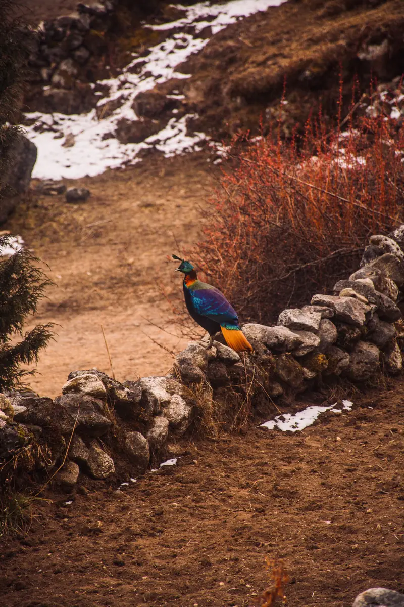 A male Himalayan monal on a stone wall in Khumjung, Nepal