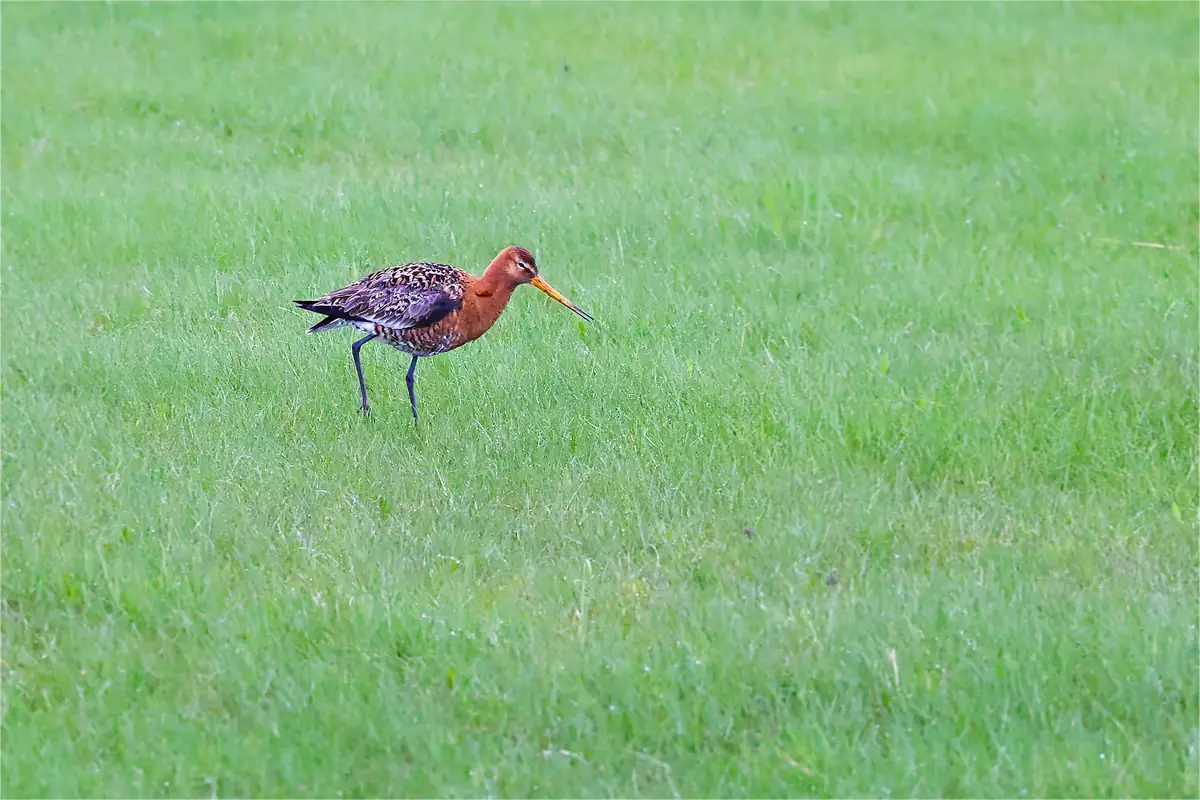 A black-tailed godwit in breeding plumage standing in a green meadow