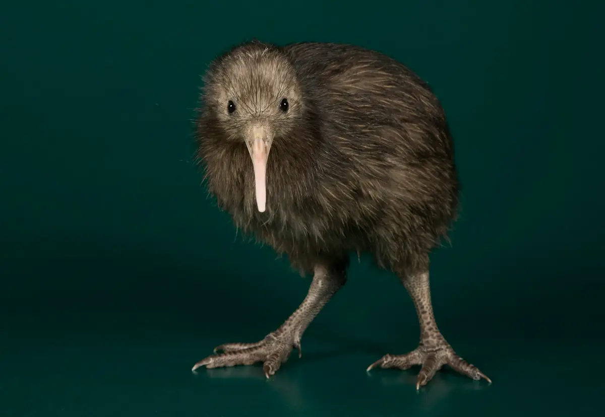 A brown kiwi standing against a dark teal background