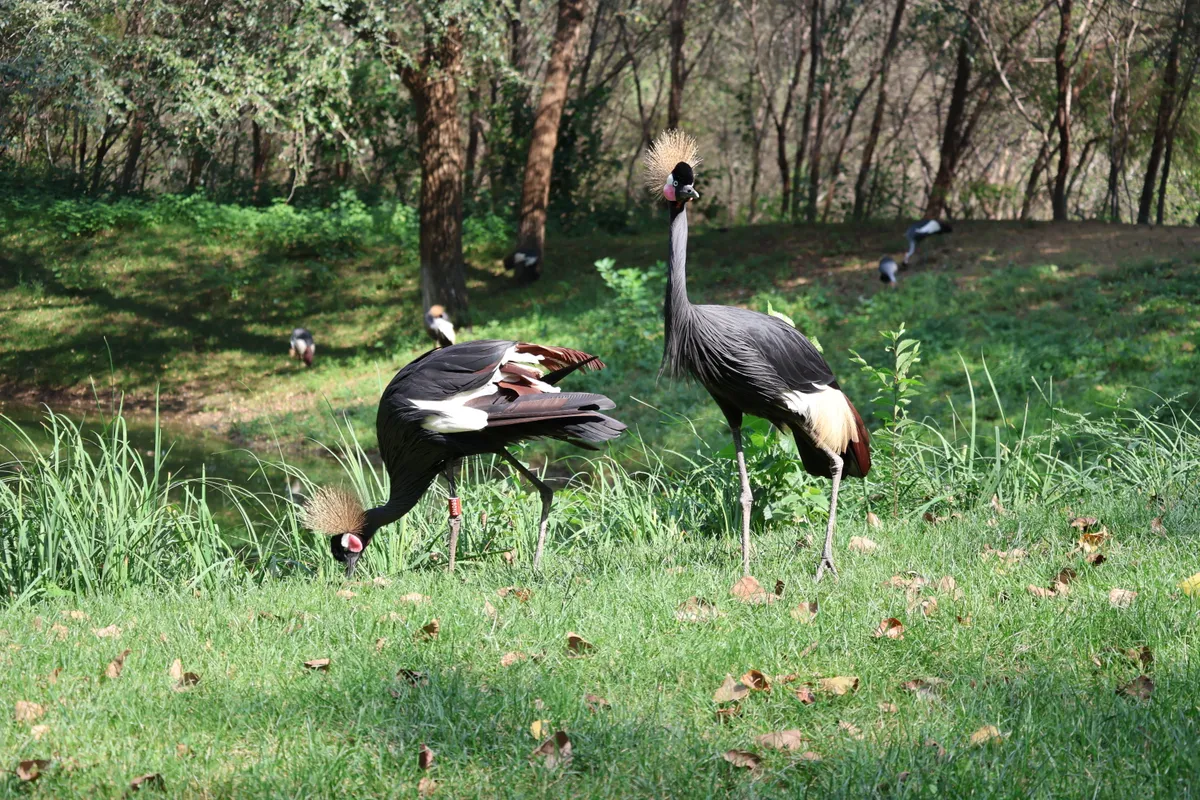 Two black crowned cranes with golden crests on green grass, one standing upright and one feeding