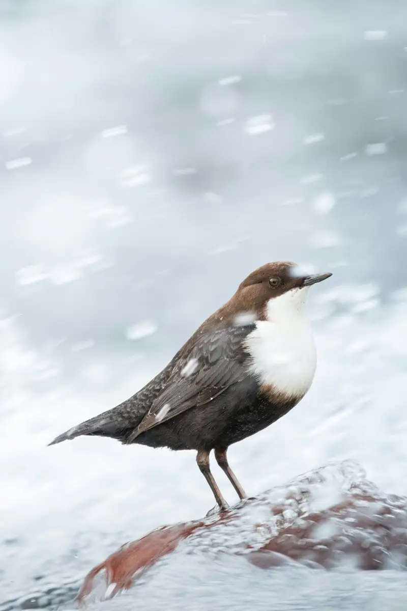 A white-throated dipper standing on a rock in falling snow