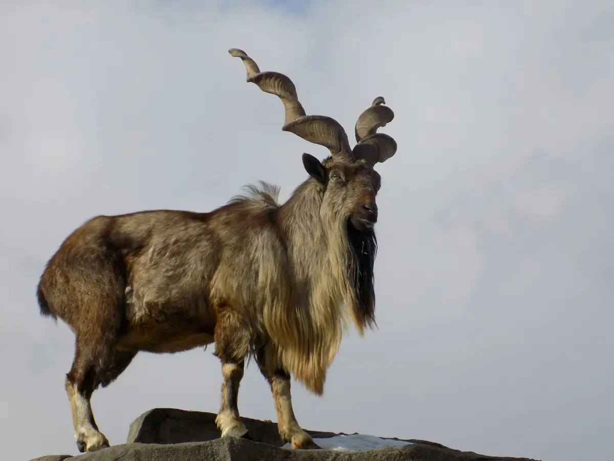 A male markhor with spiral horns standing on a rock