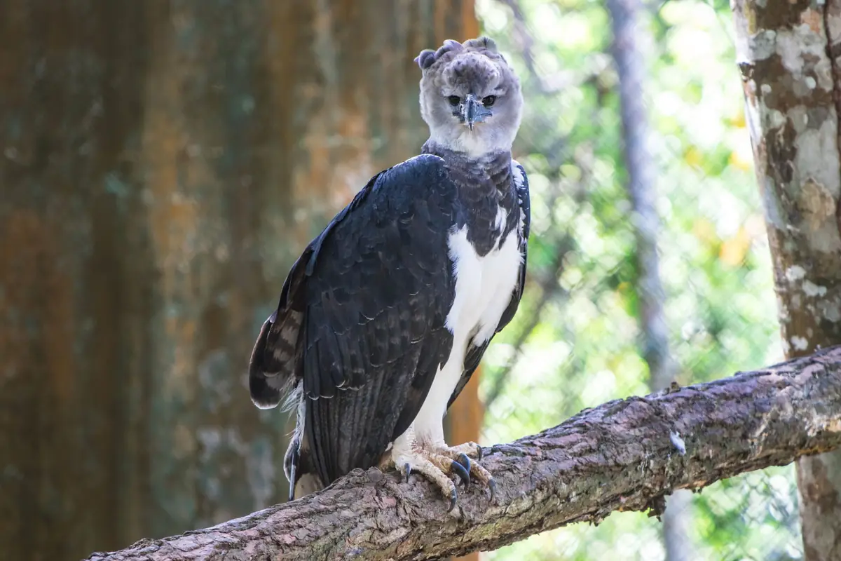 A harpy eagle perched on a tree branch