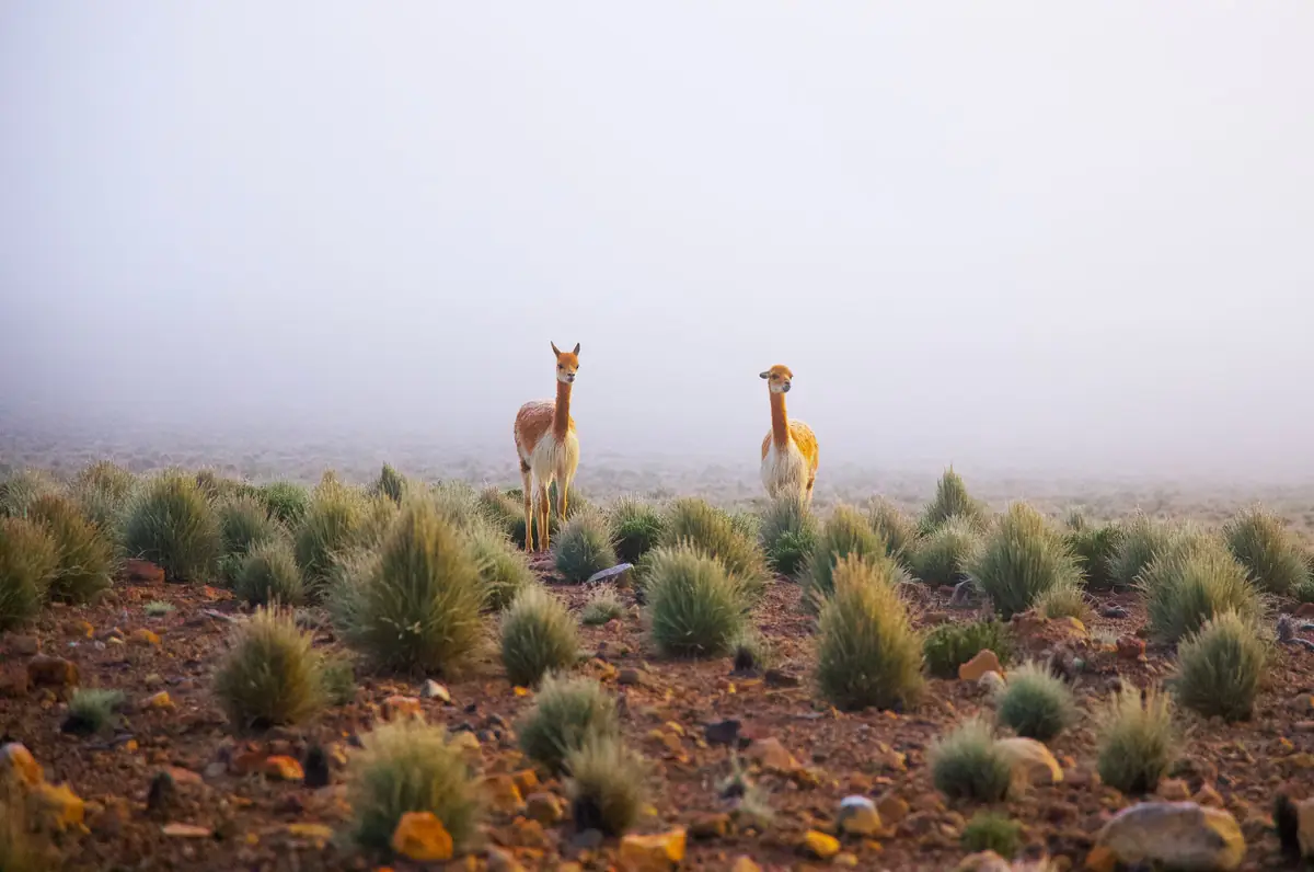 Two vicuñas in a misty Andean field in Moquegua, Peru