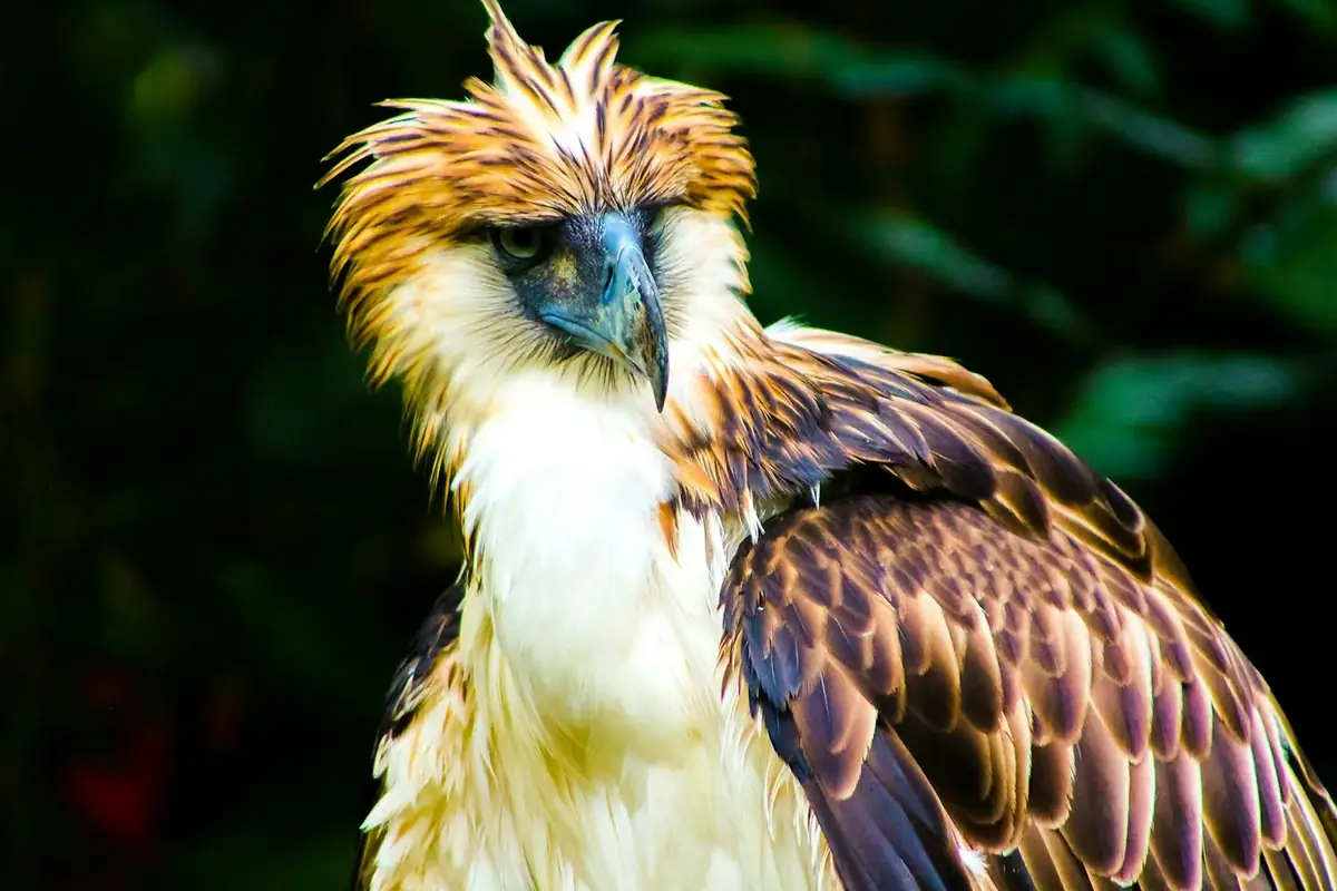 Close-up of a Philippine eagle with its shaggy crest