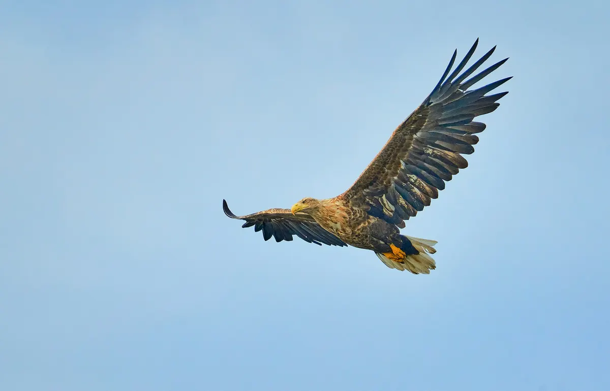 An adult white-tailed eagle in flight against a pale blue sky, showing its white tail and yellow beak
