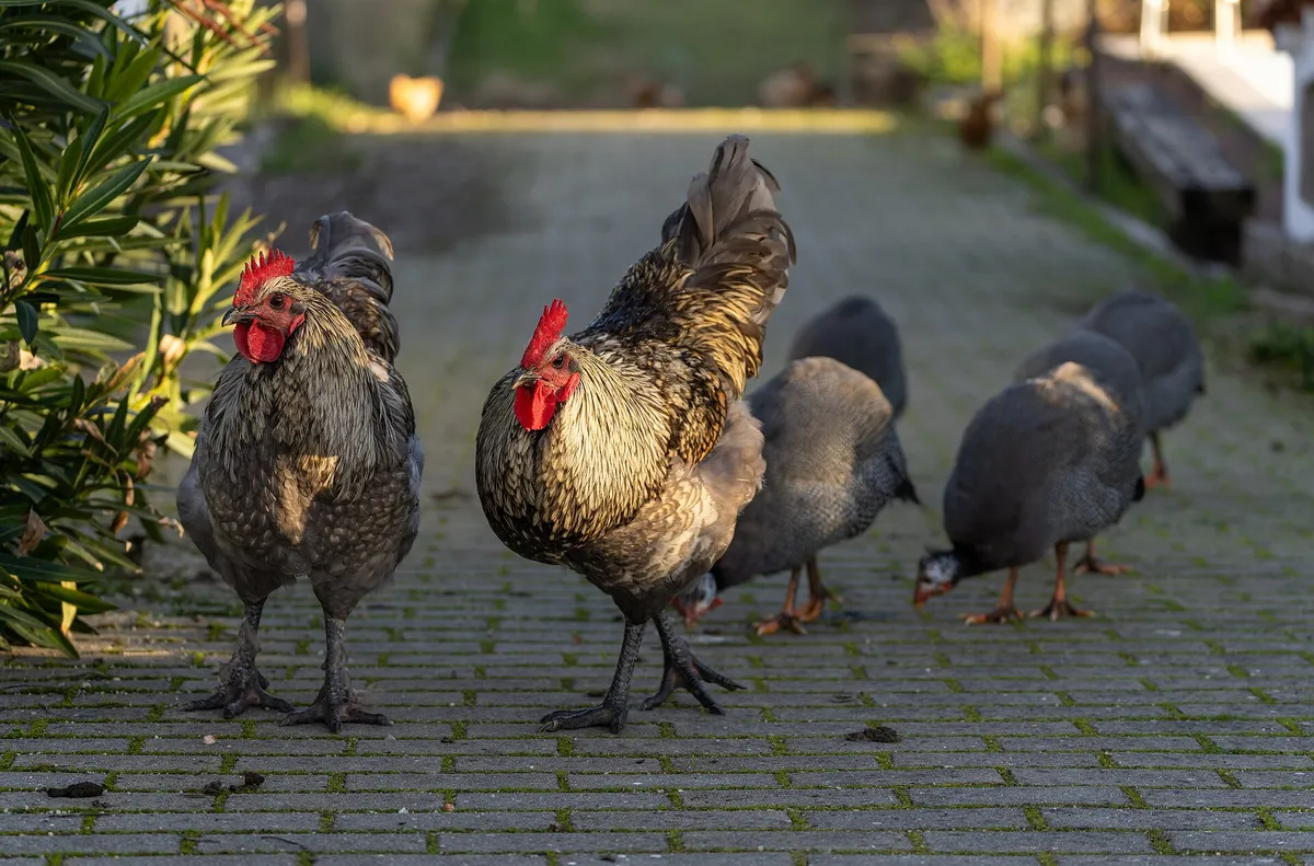 Two speckled roosters with red combs standing on a paved path in Ponte de Sor, Portugal, with guineafowl feeding behind them
