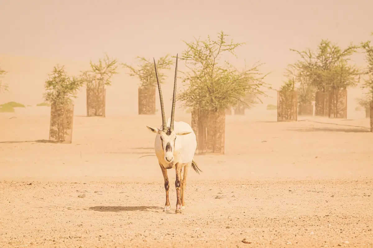 An Arabian oryx walking across desert sand