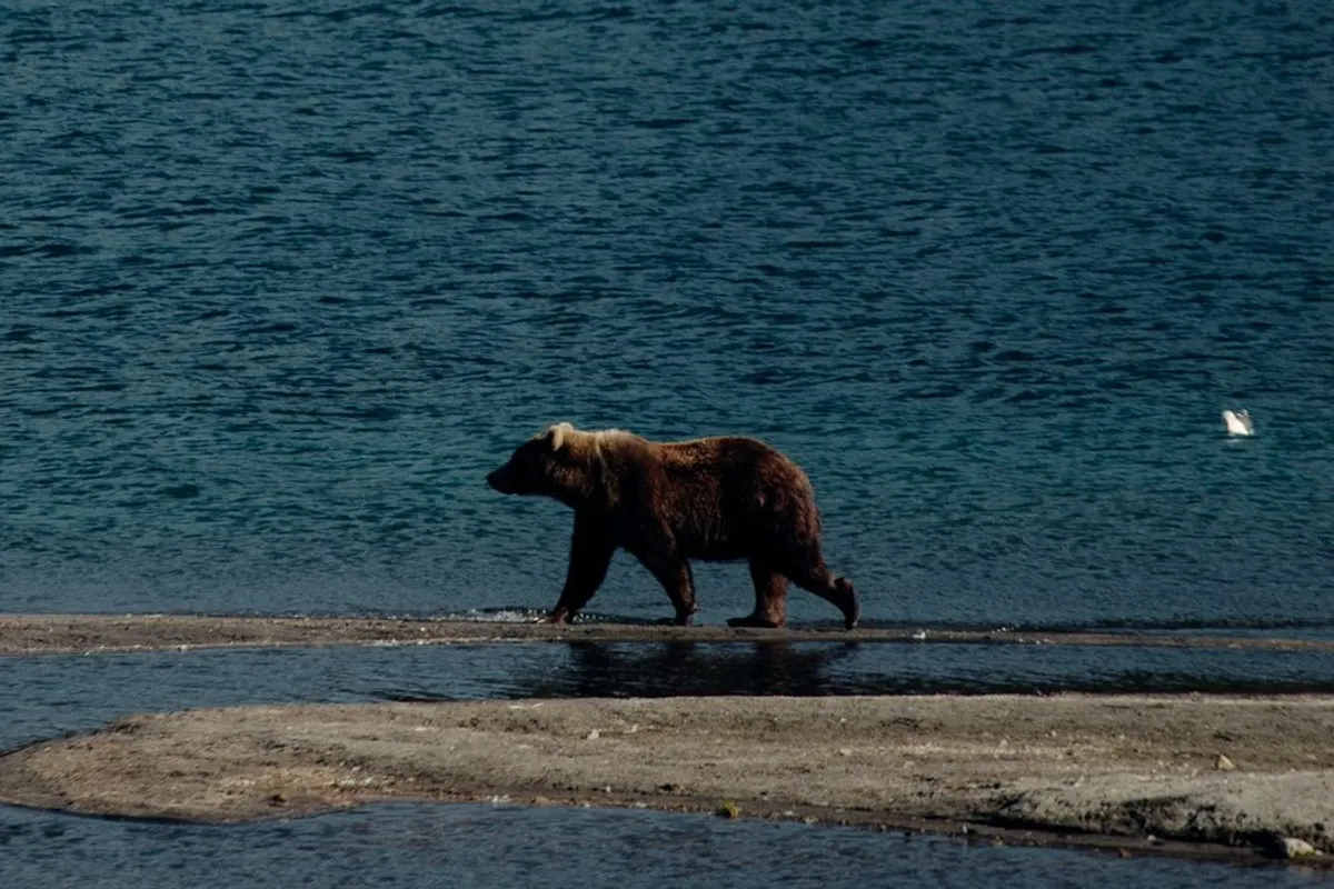 A brown bear walking along a sandy shore beside a lake below a forested hillside in Russia