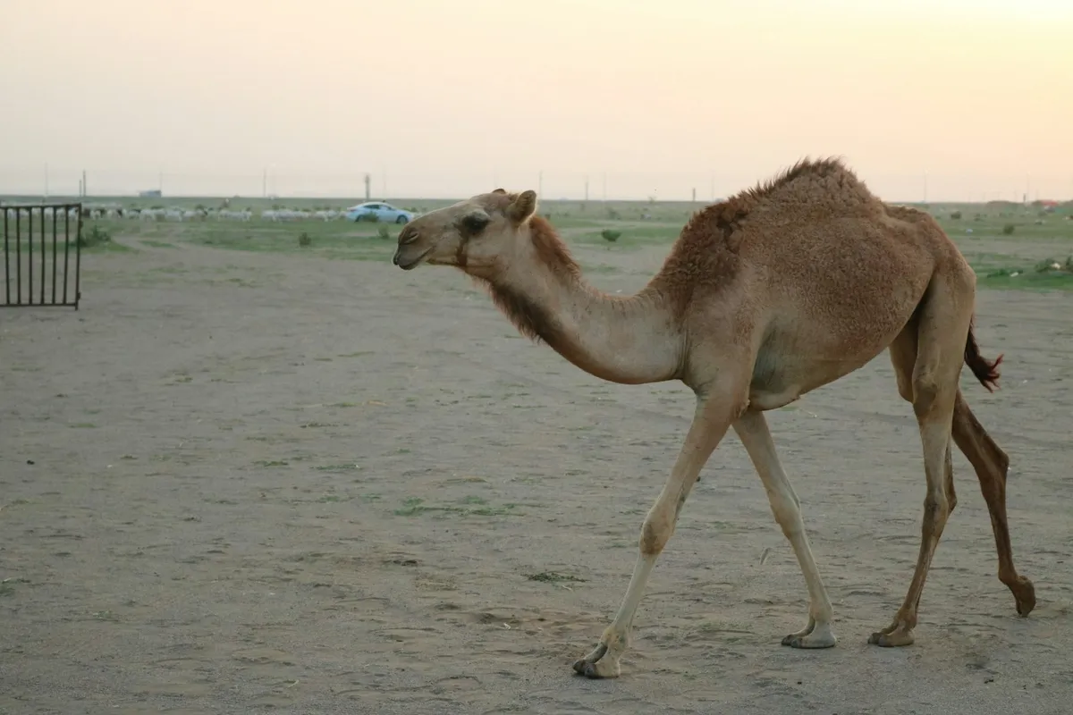 A dromedary camel walking across sandy ground at dusk near Jeddah, Saudi Arabia