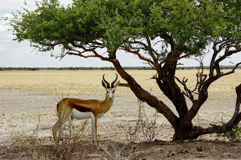 A springbok standing beside an acacia tree in the Kalahari