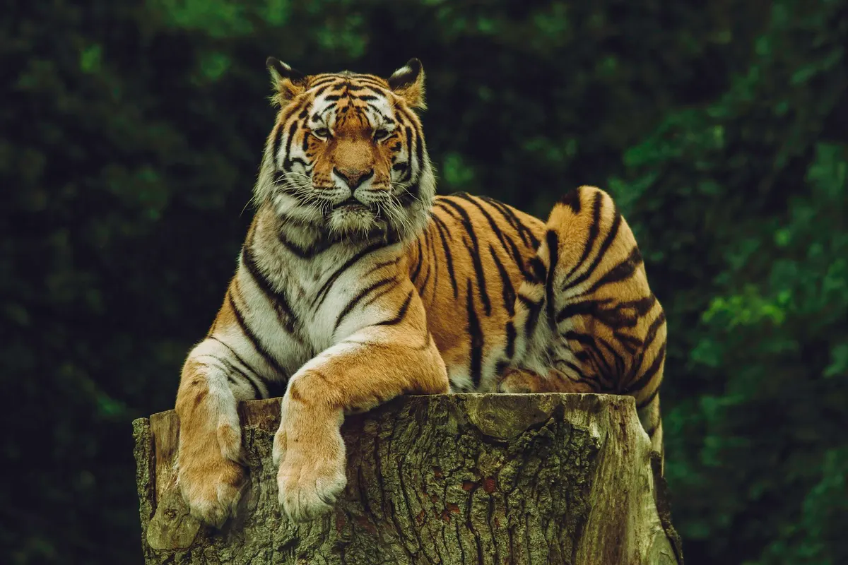 A Siberian tiger resting on a large tree stump