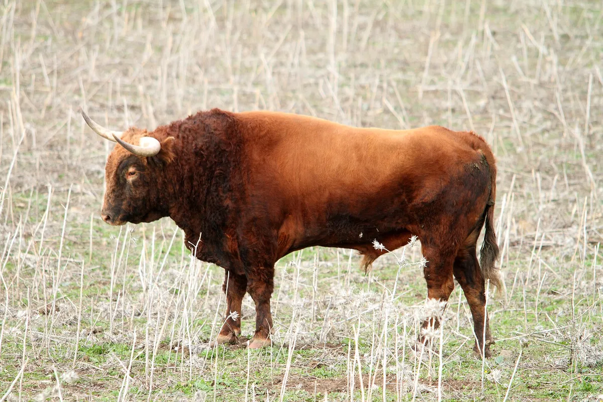 A reddish-brown Spanish fighting bull with pale curved horns standing in a dry grassy field