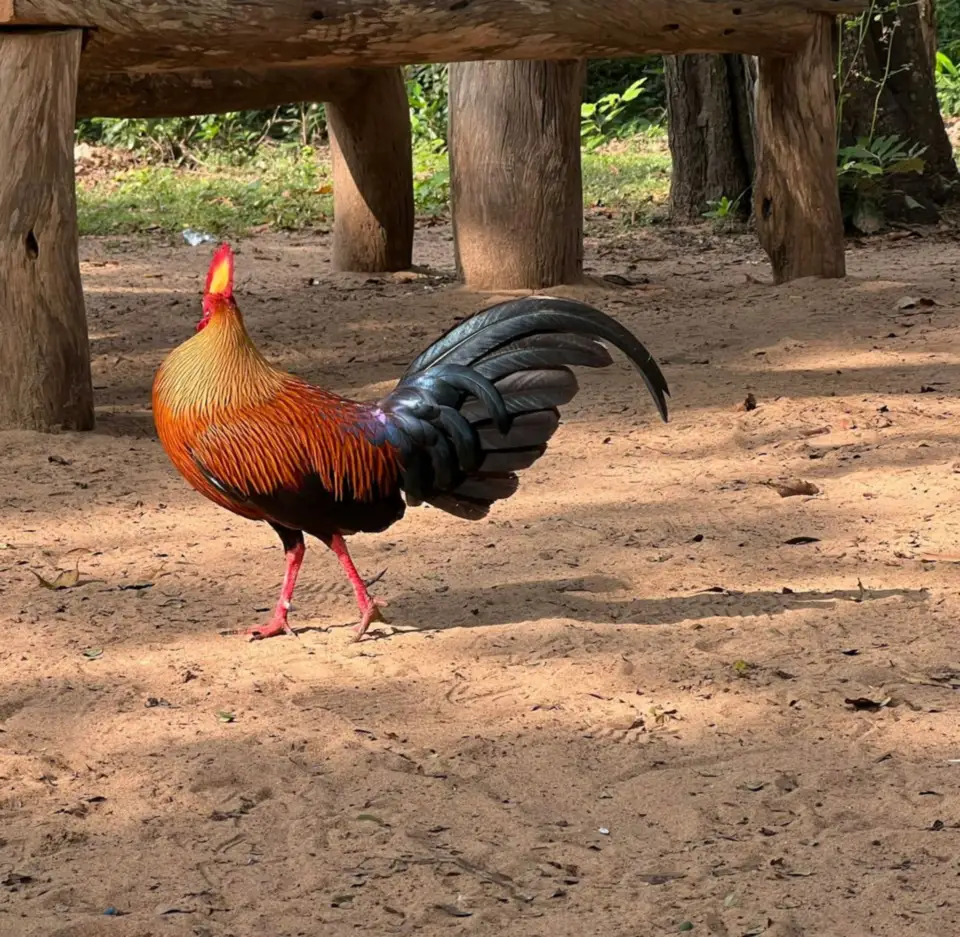 A male Sri Lanka junglefowl with a red and yellow comb walking on bare ground