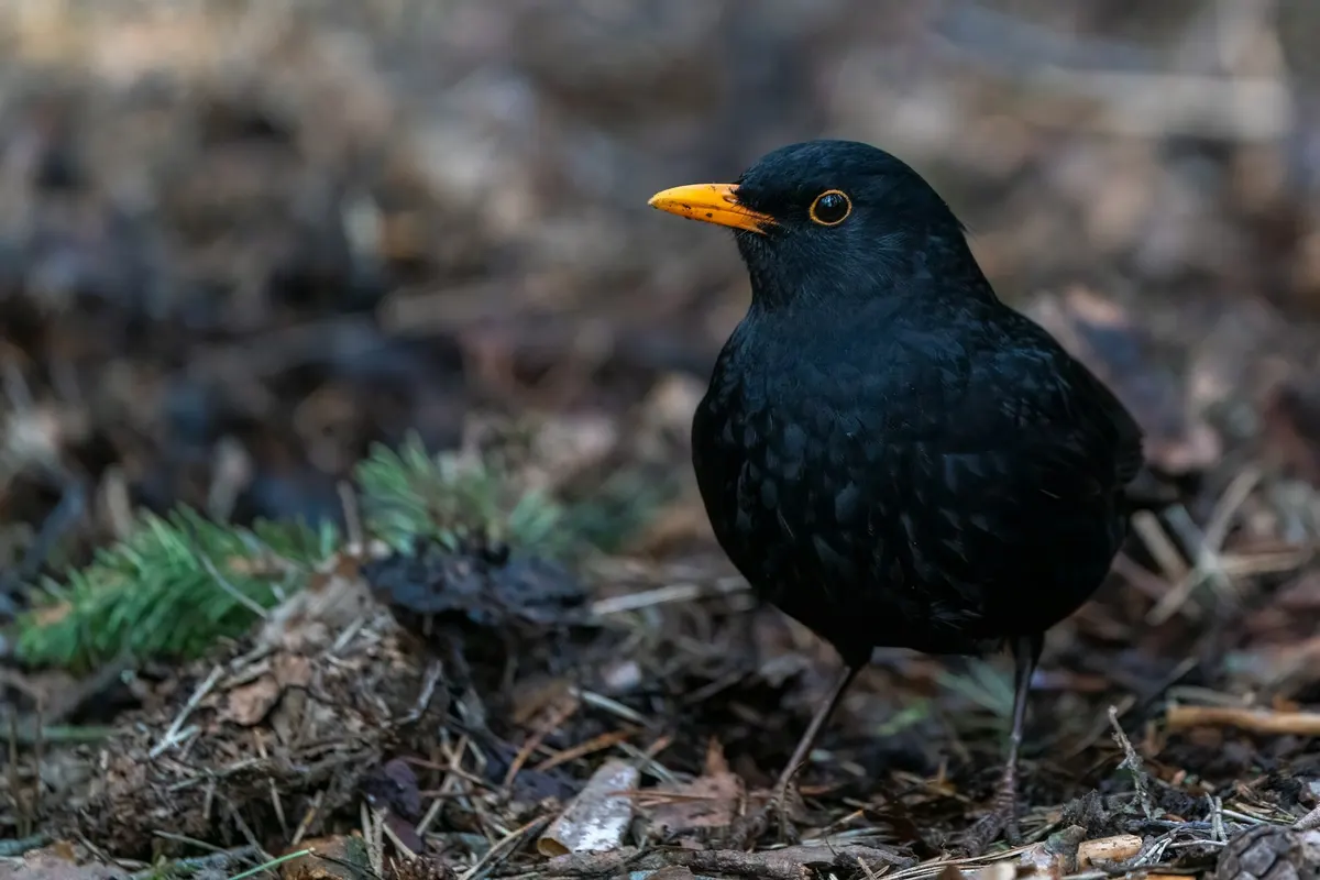 A male Eurasian blackbird with a black coat and orange beak standing on the forest floor