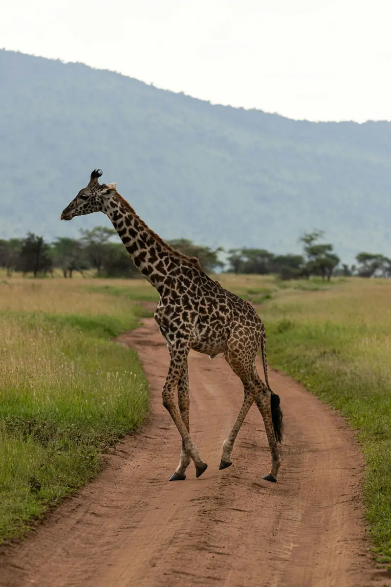 A Masai giraffe crossing a dirt track on safari in Tanzania