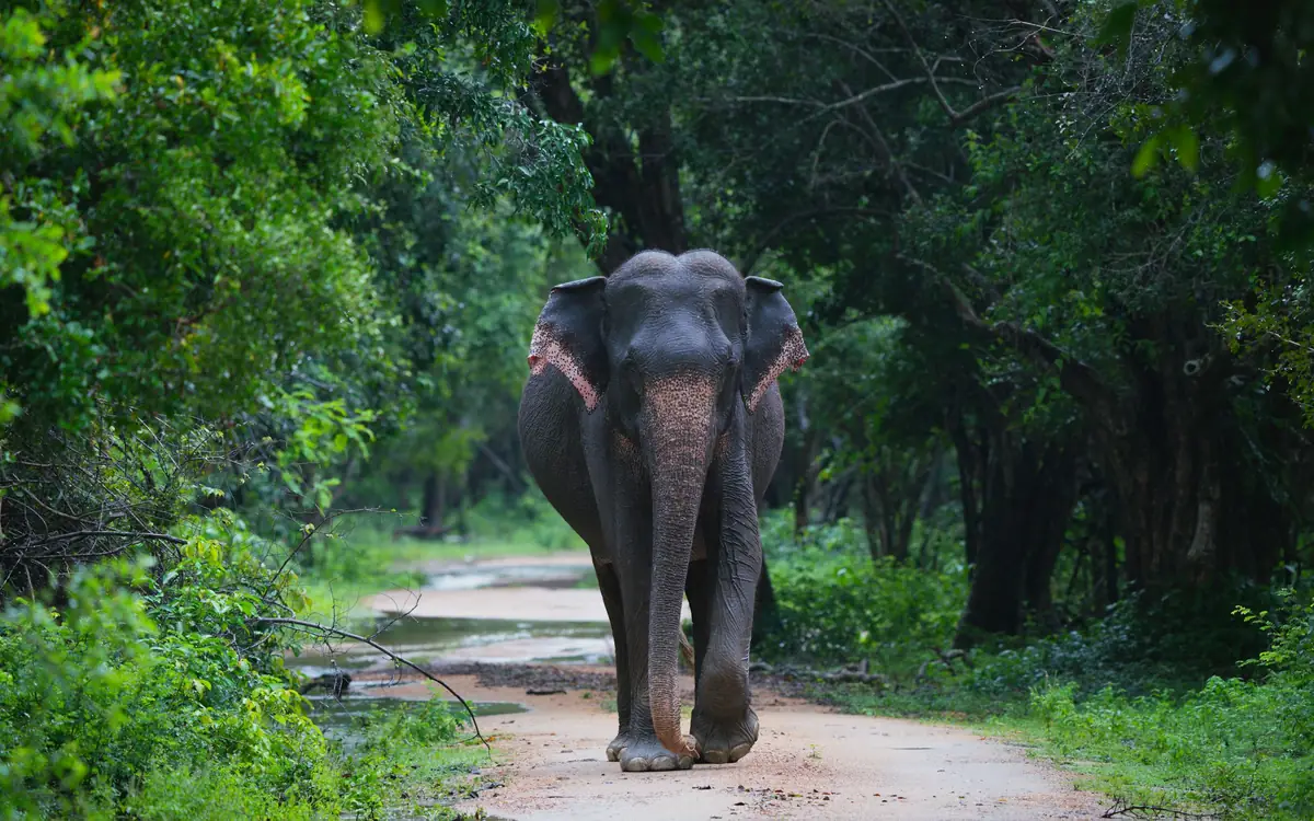 An Asian elephant walking along a forest track