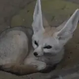 Fennec fox