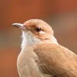 Rufous hornero