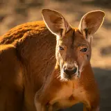 Red kangaroo