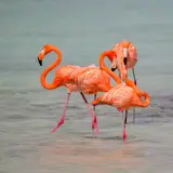 American flamingo